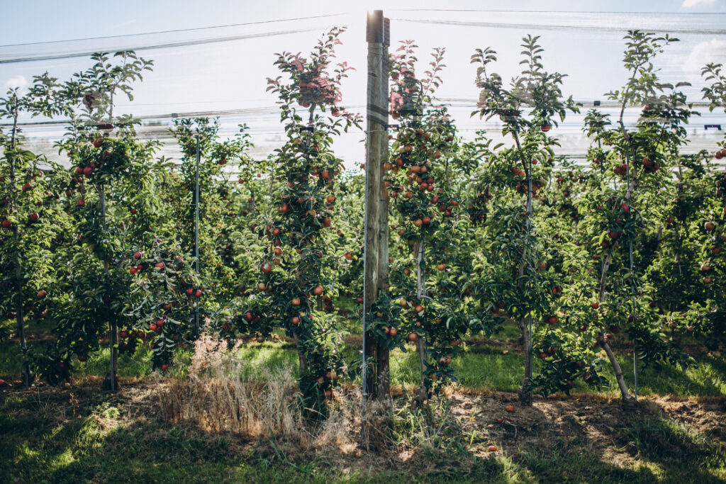 scenic view of arranged apple plantations, stuttgart, germany